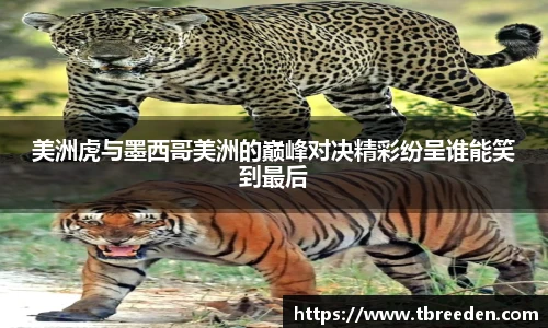 美洲虎与墨西哥美洲的巅峰对决精彩纷呈谁能笑到最后