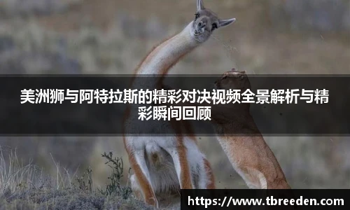 美洲狮与阿特拉斯的精彩对决视频全景解析与精彩瞬间回顾
